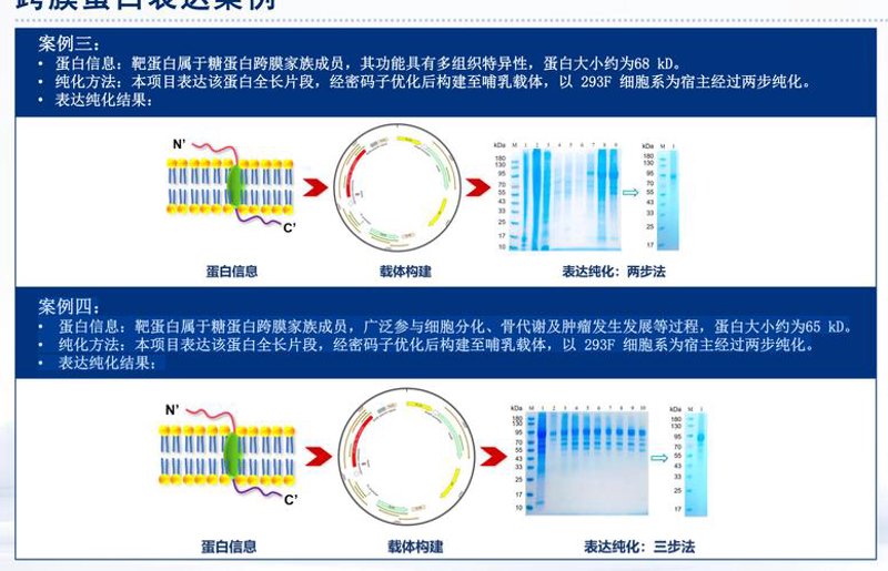 生物技术研发：驱动生命科学前行的新引擎
